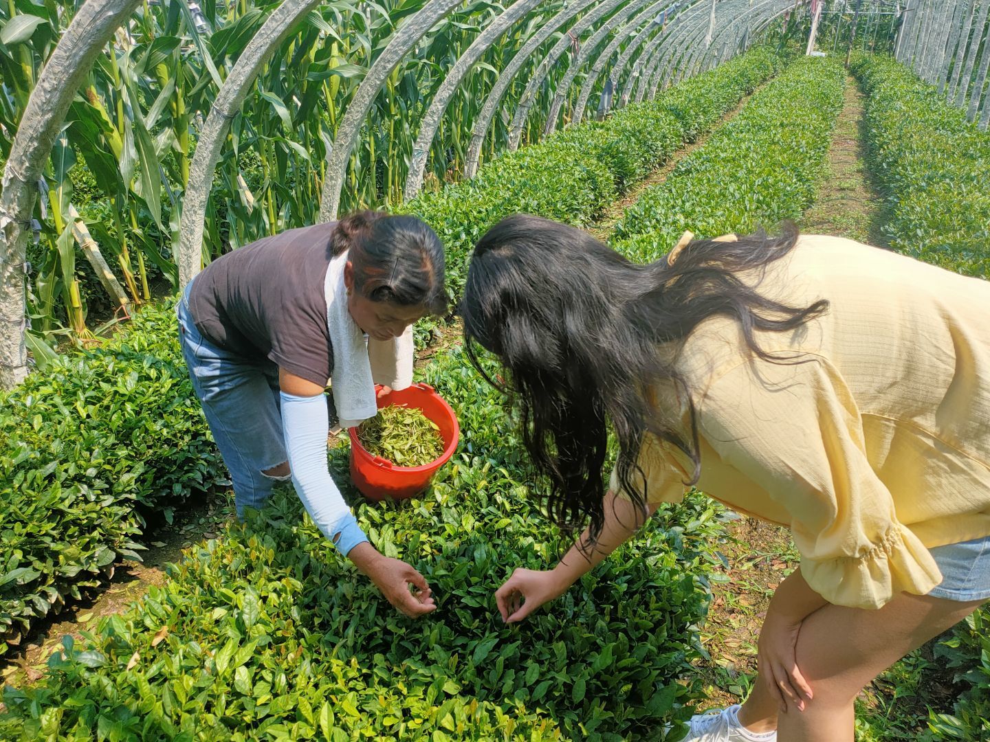 茶捡取器，在茶园， Srí Lanka 编辑类库存照片. 图片 包括有 多小山, 种田, 乡下, 路径, 高涨 - 31990098